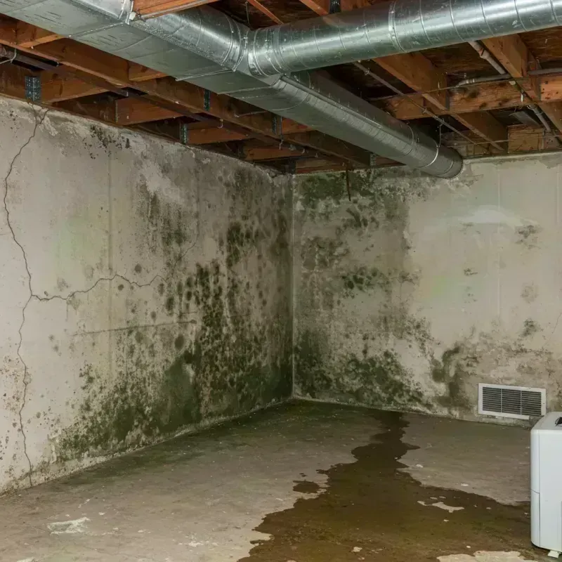 Professional Mold Removal in Hanover Park, IL